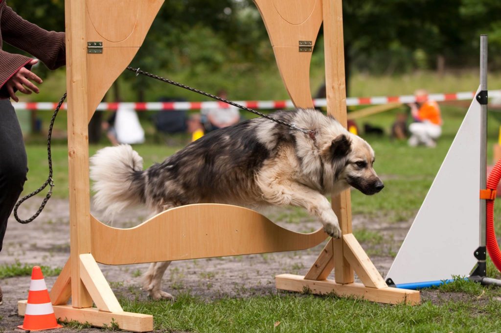 Bei den Paralympixx können besondere Hunde zeigen, was in ihnen steckt
