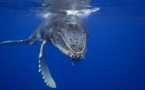 Meer-Natur-Tiere-Wale-Unterwasser-1050x1680