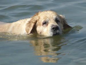 Swimming_dog_1270260