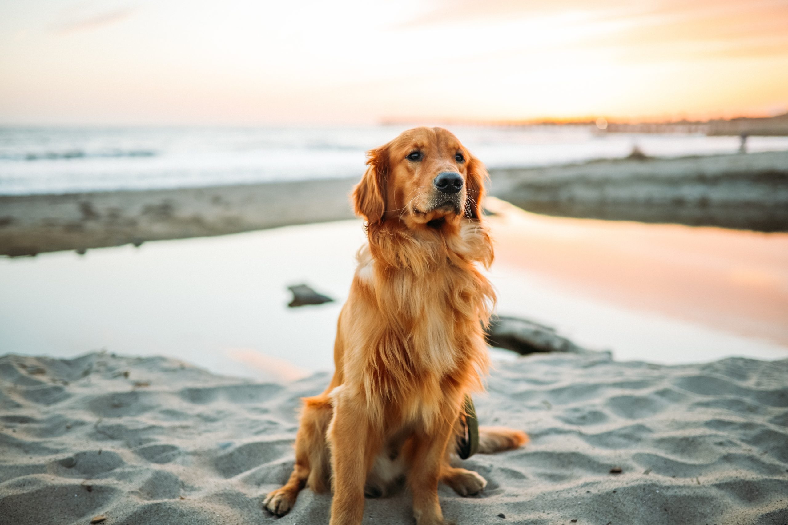Golden Retriever - Alles über die beliebte Hunderasse - Tierheimhelden