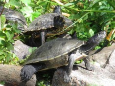 Höckerschildkröten