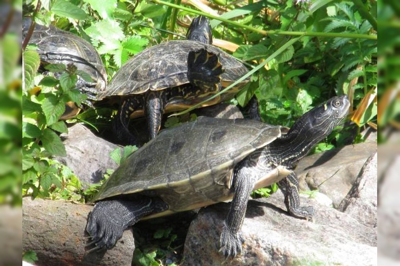 Höckerschildkröten