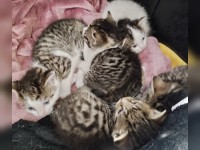 5 Kitten