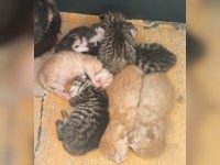 Acht Kitten