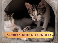 Schneeflocke & Tigerlilly