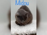 Midou