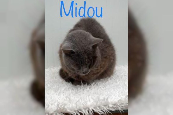 Midou