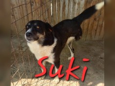 Suki