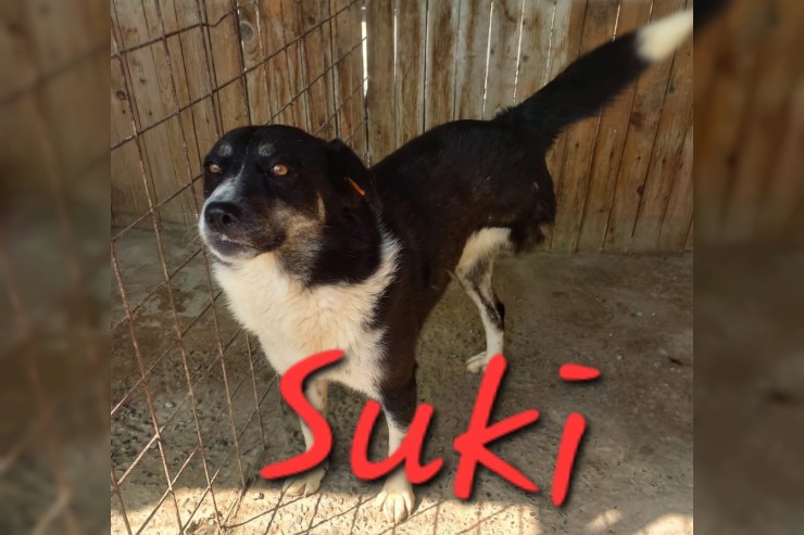 Suki