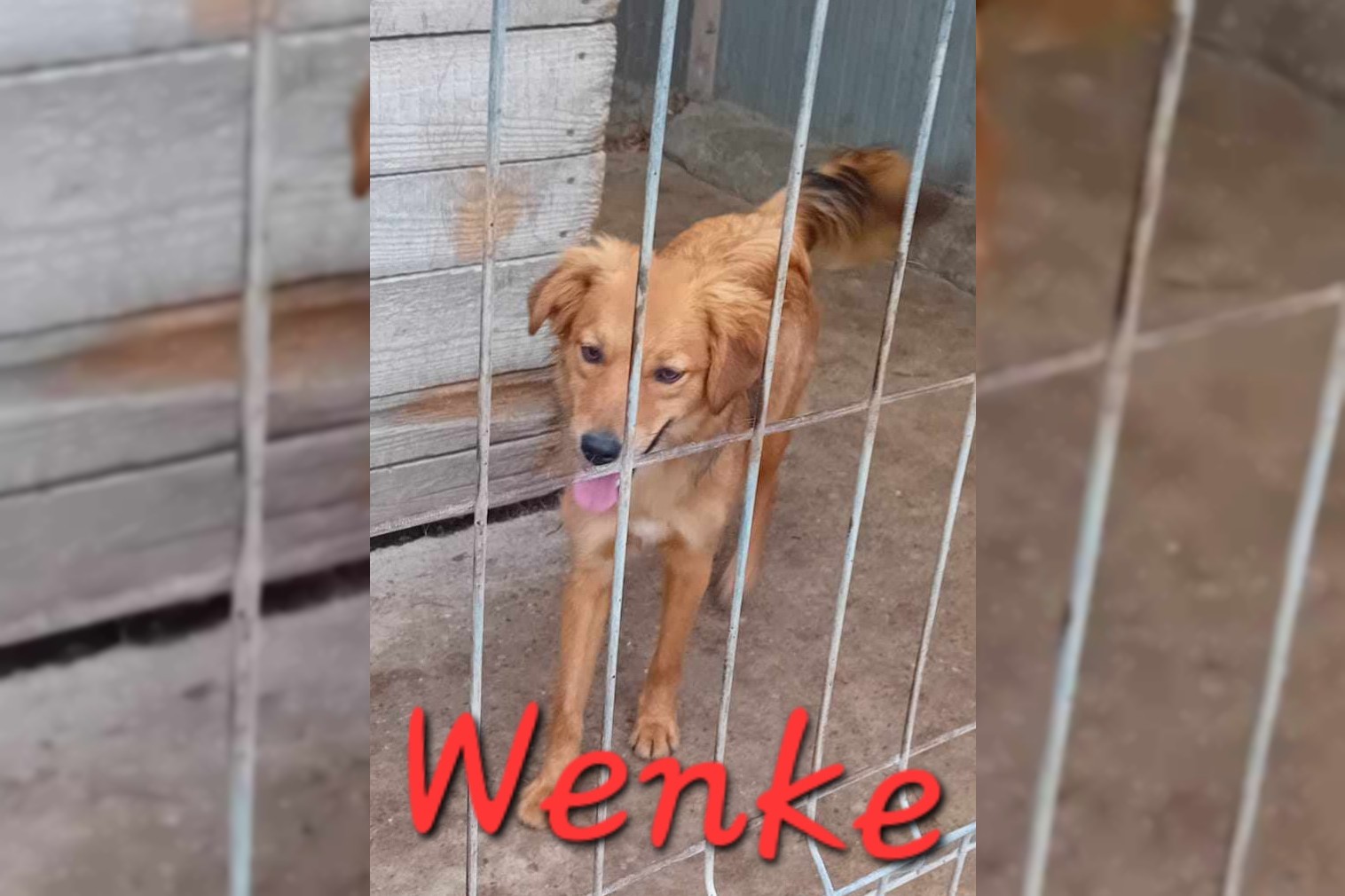 Wenke