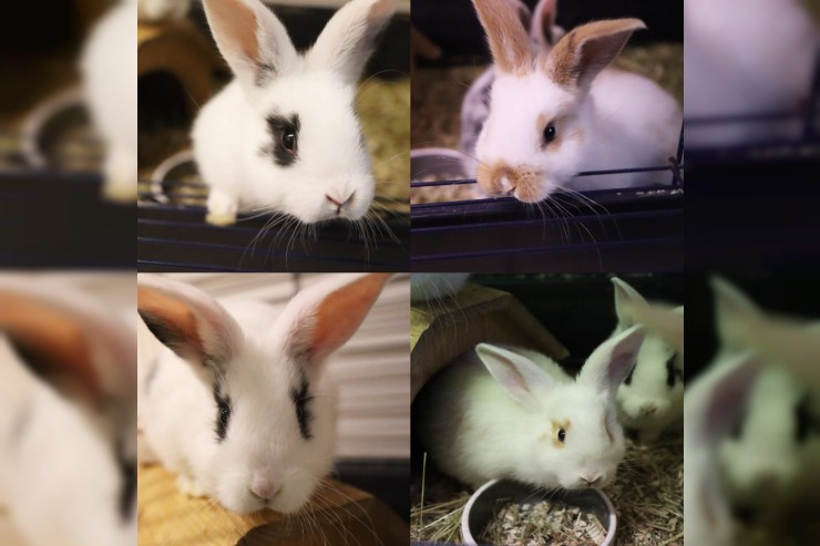 Kaninchen Jungtiere