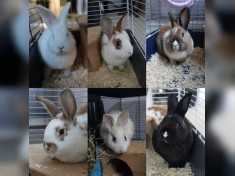 Beschlagnahmte Kaninchengruppe