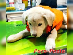 Paco Paolo