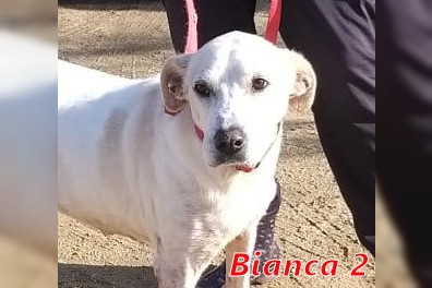 Bianca 2