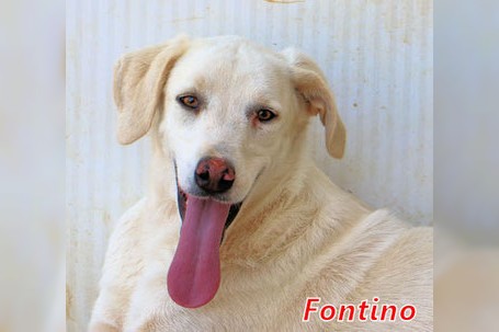 Fontino