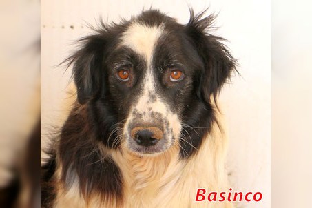 Basinco