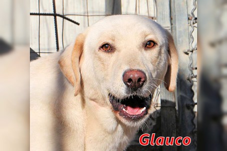 Glauco