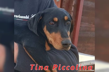 Tina Piccolina
