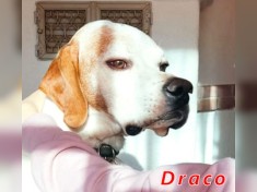 Draco - Traumhund auf PS in Bayern