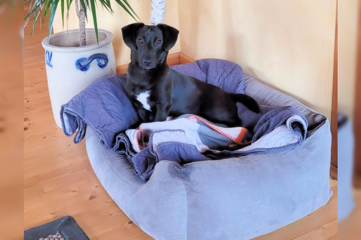 Biscottino - Traumhund auf PS in NRW