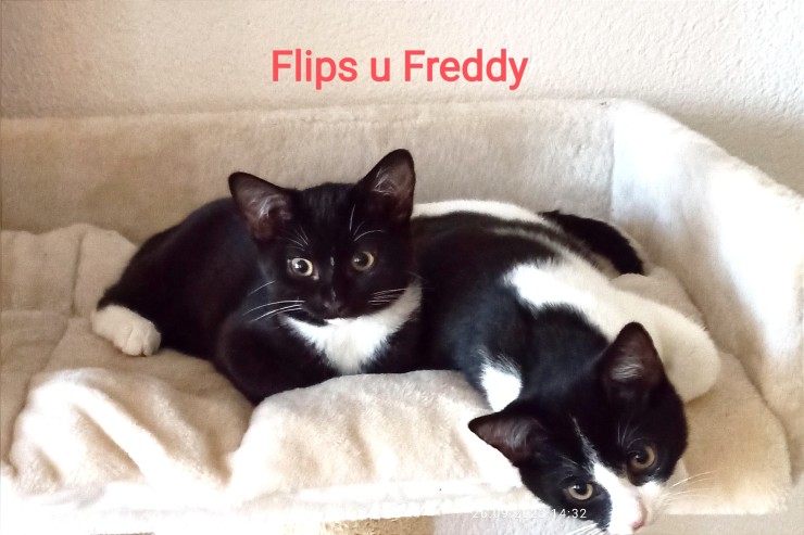 Flipsi und Freddy
