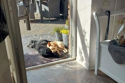 Bibi /Parma - Wartet im Tierheim in Spanien