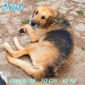 Popy: drahtiger Hundemann sucht ... (auf PS in 24601 Ruhwink
