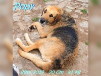 Popy: drahtiger Hundemann sucht ... (auf PS in 24601 Ruhwink