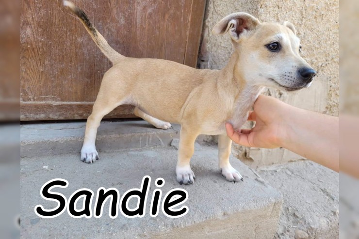 Sandie