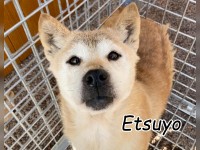 Etsuyo