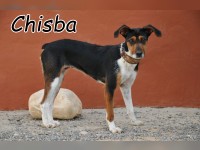 Chisba