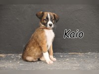 Kaio