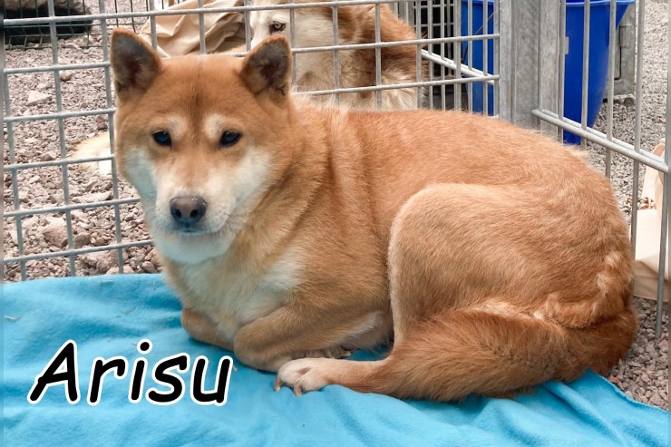 Arisu