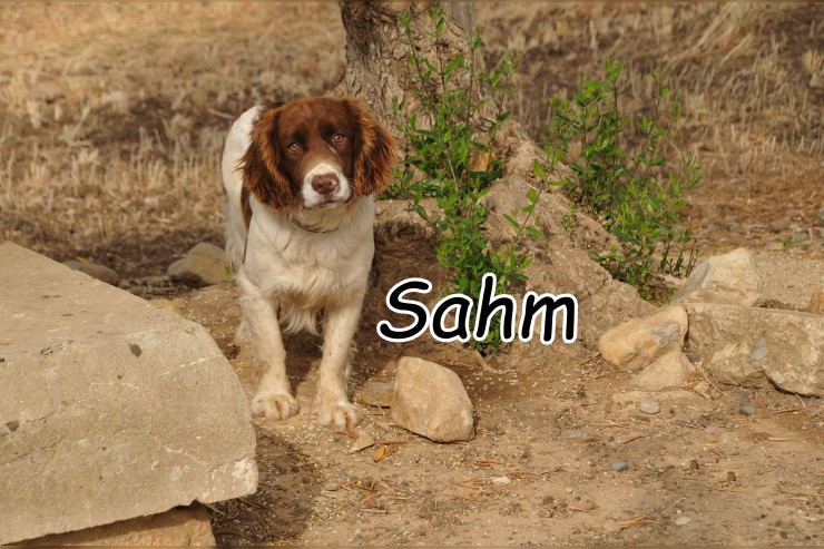 Sahm