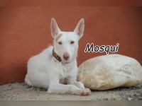Mosqui