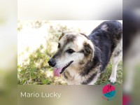 Mario Lucky
