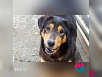 Rollo