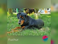 Fuchur