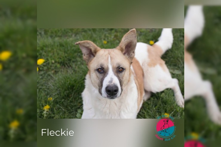 Fleckie