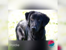 Poldie