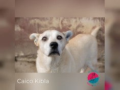 Caico Kibla