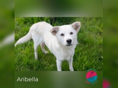 Aribella