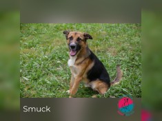 Smuck
