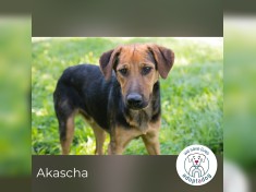 Akascha