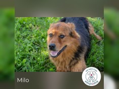 Milo