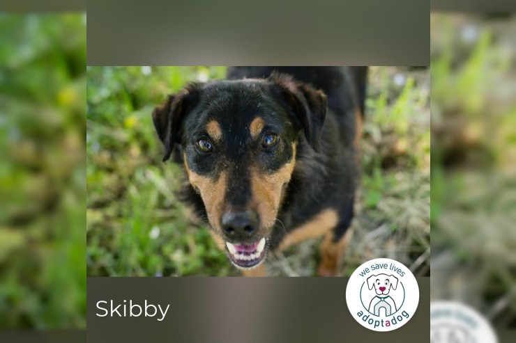 Skibby