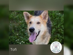 Tofi