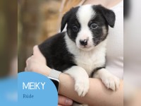 Meiky
