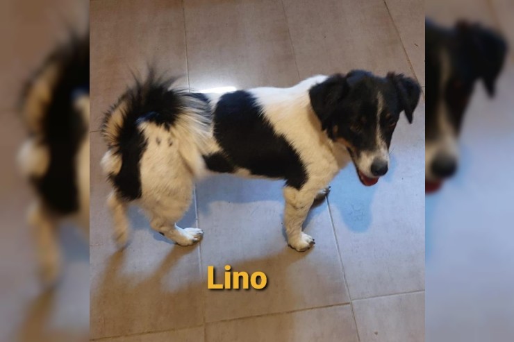 Lino
