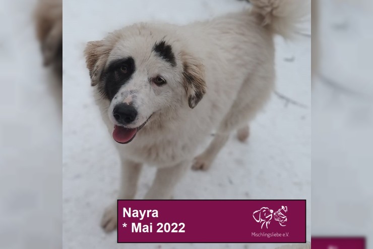 Nayra (in Rumänien)